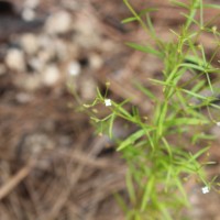 Oldenlandia herbacea (L.) Roxb.